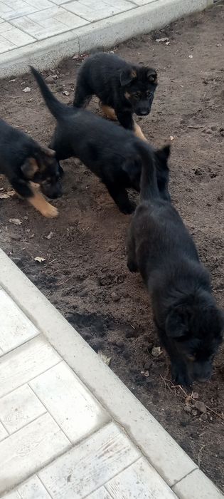 Щенки немецкой овчарки
