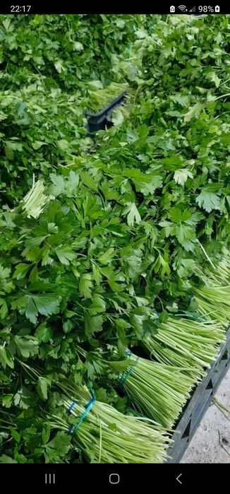 Leuștean Morar pătrunjel