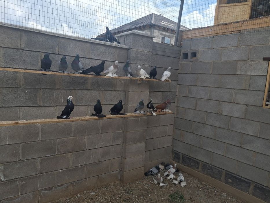 Продам голубей разных мастей