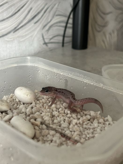 Эублефар бронь малыш