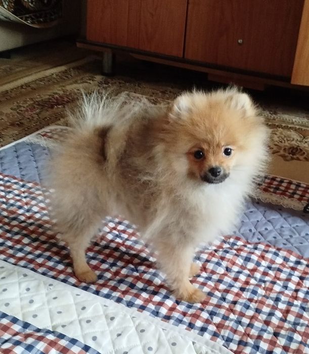 Девочка померанского шпица