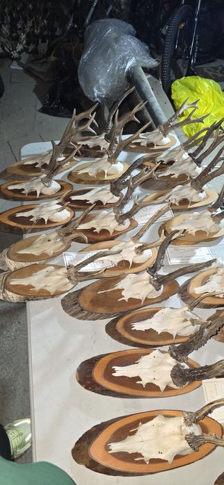 Trofee coarne capriori
