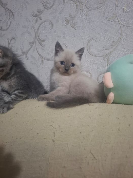 Котята британские