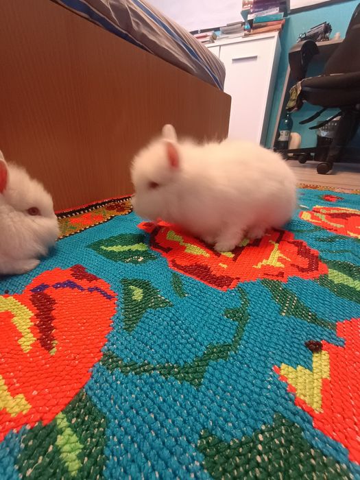 Iepurasi Cap de Leu, ochi rosii