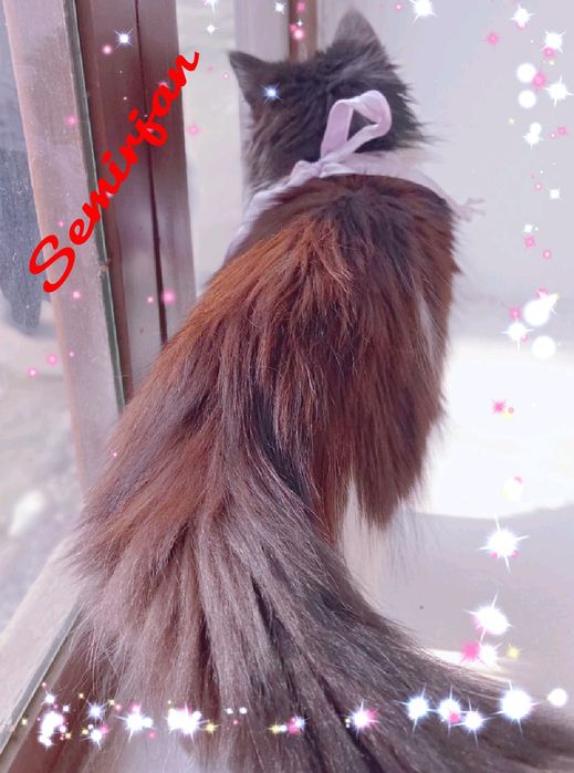 scottiw strayt heyland