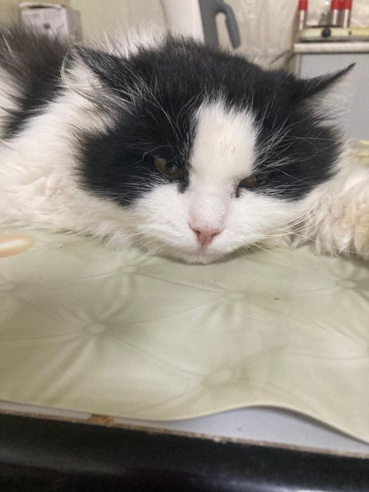 Кот молодой кастрирован ищет дом! Костанай!