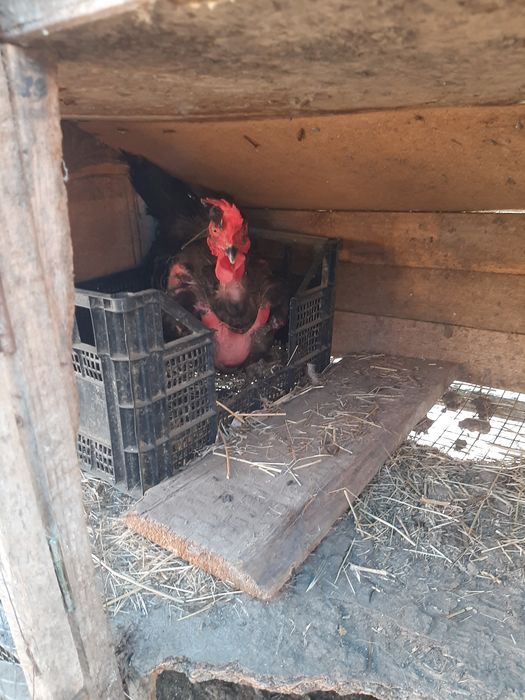 Продавам кокошки