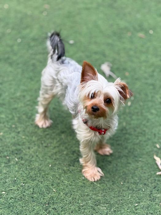 Йоркширский терьер, щенки