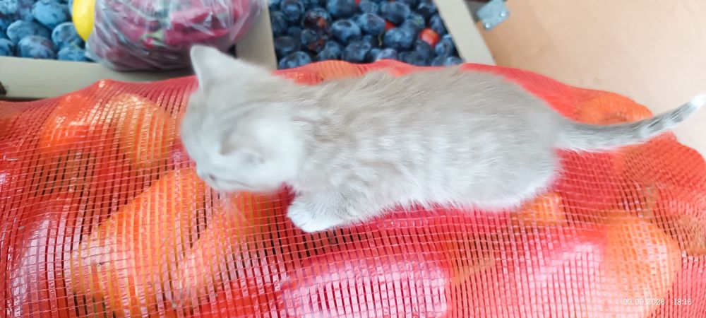 Котята полубританцы отдам