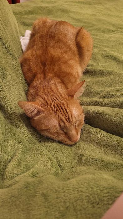 Cazare pisici purtatoare de covid felin fara simptome active