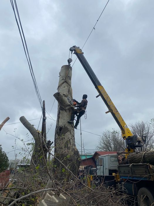 Пилим нежно, насмерть, безопасно.