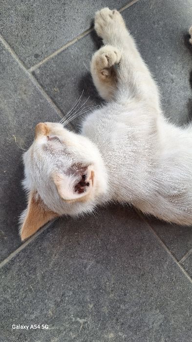 Кот отдам в хорошие руки