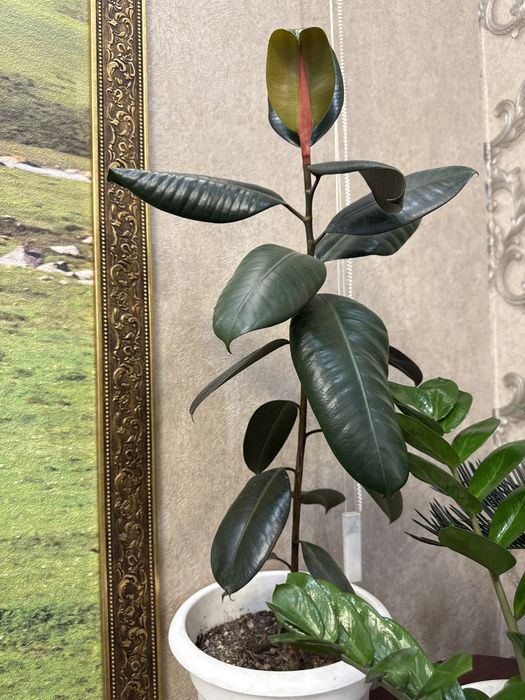 Домашние цветы. Бамбук 80-100 см