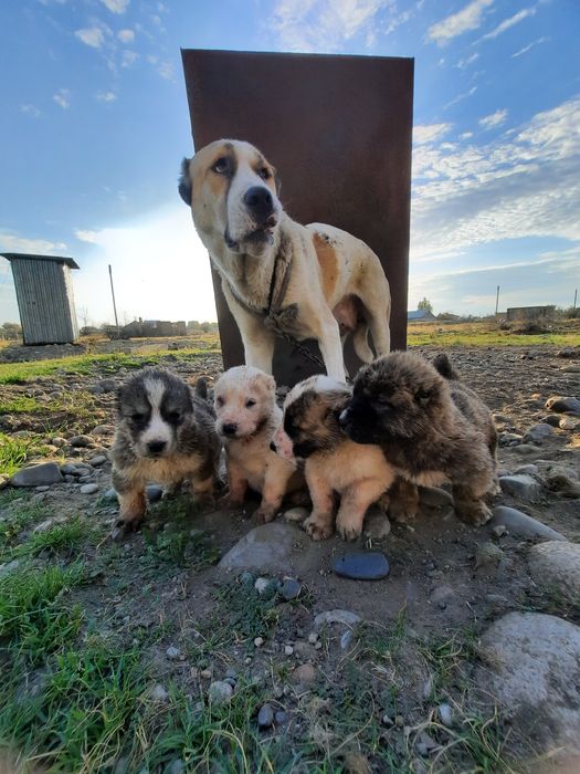 Қабаған иттің күшіктері