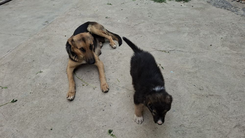 Ovcharka bolalari sotiladi