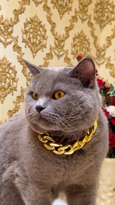 Временно выставляется на вязки Привозной