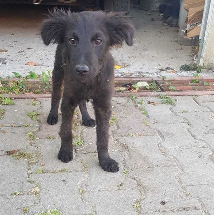 Pui de cățel își caută familei adoptiva
