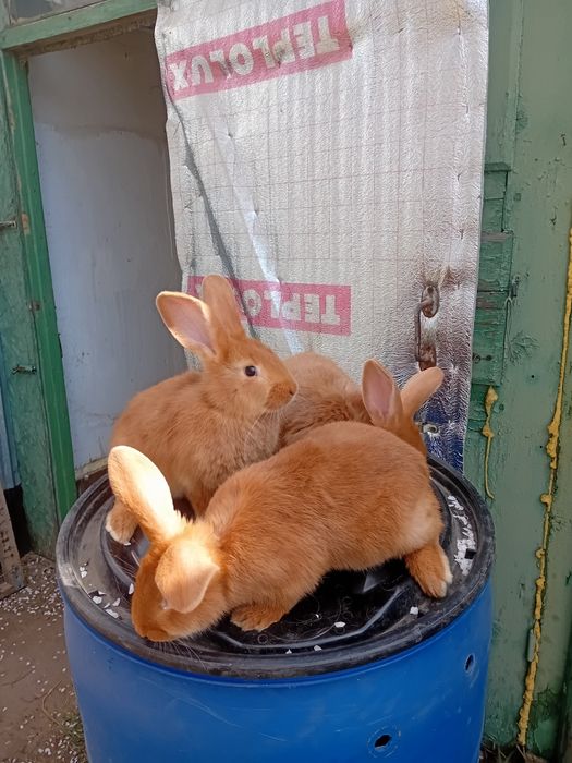 Продам кроликов породы НПВ