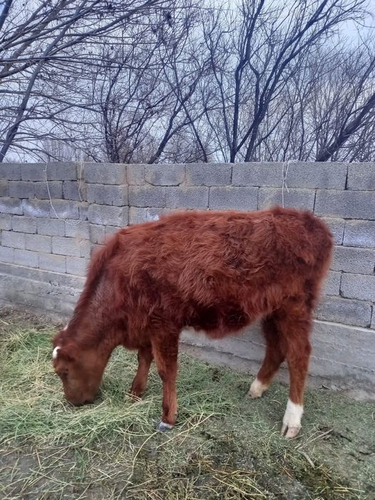 2 жасар 2 қашар сатылады