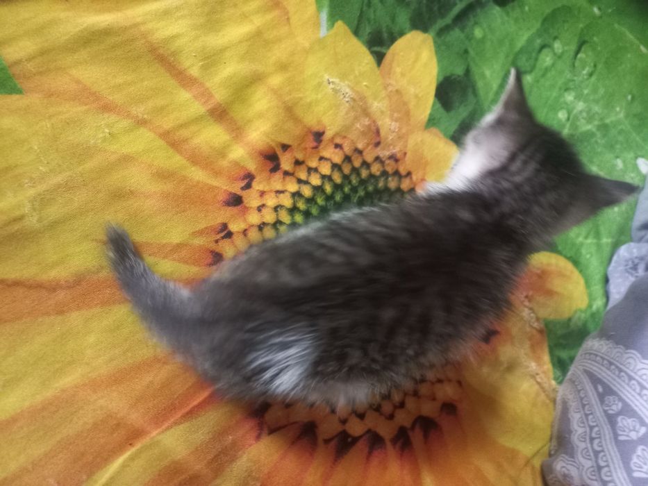 Одам котят бесплатно