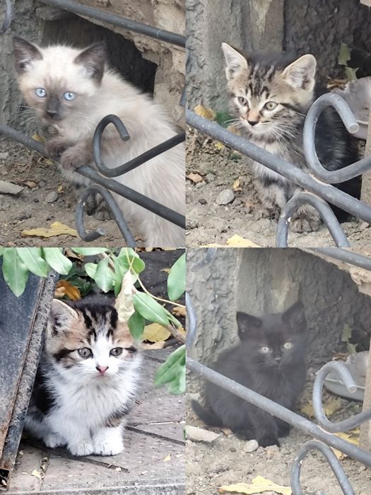 Котята бесплатно
