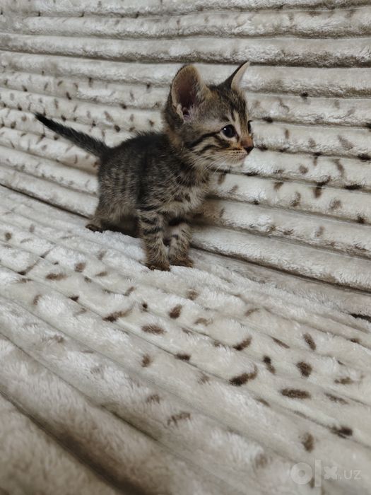 Отдам в хорошие руки котят.