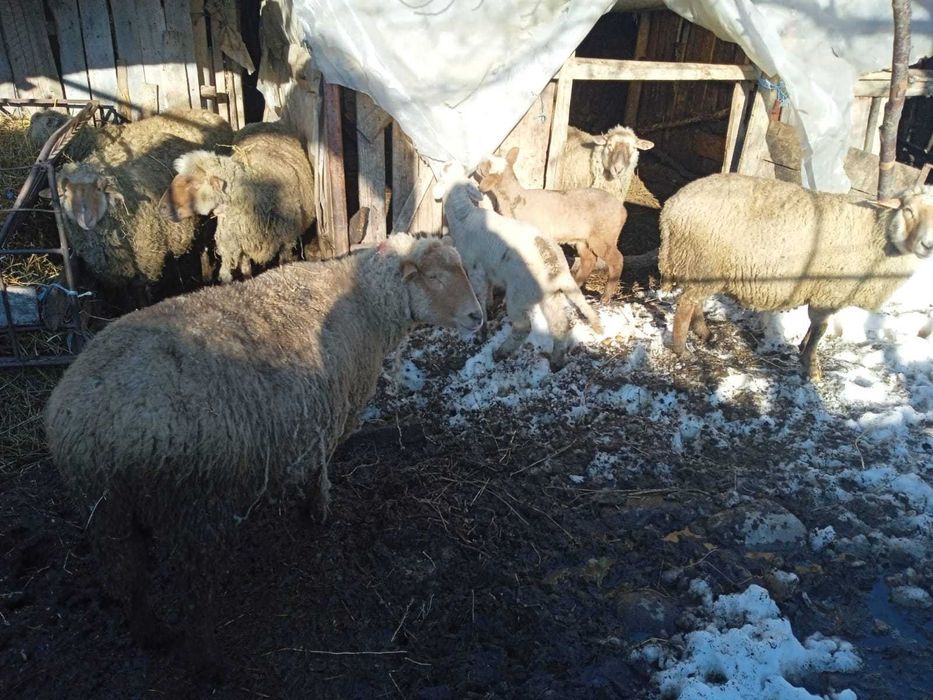 Vând oi cu miei și gestante