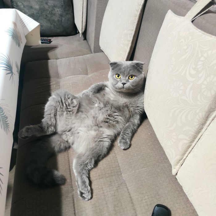 Вязка кота Максим