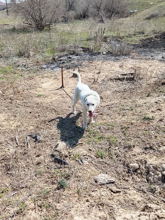 Алабай САО 6 месяц