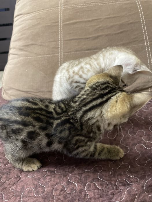 Бенгальские котята
