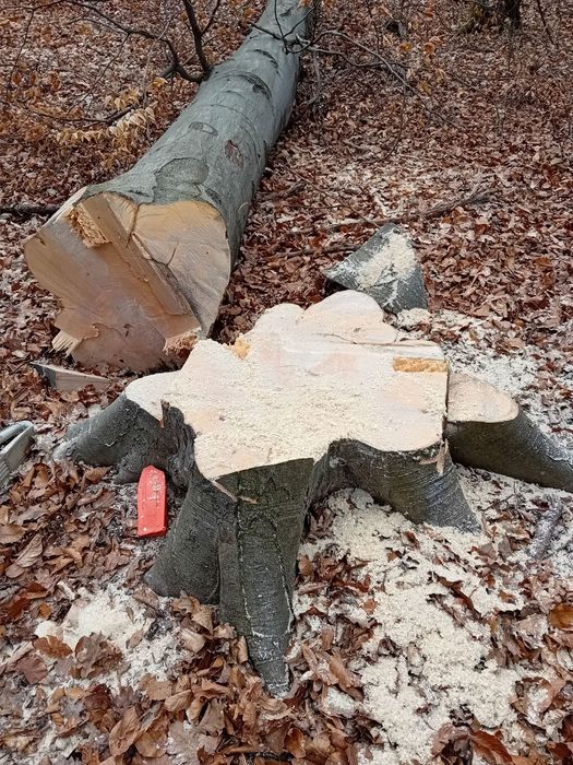 Lemn de foc,(Fag) 500lei