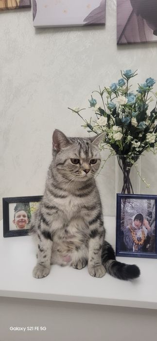 Продаем котят мама скотиш мраморный,папа голубая шиншила.