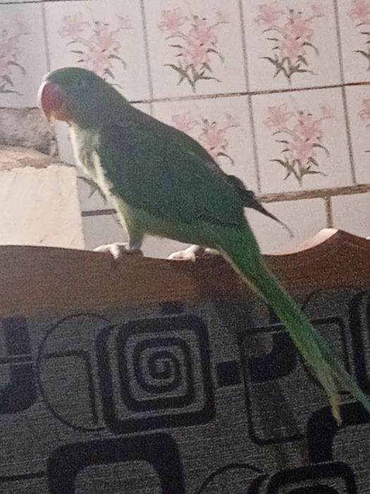 Александр папугай