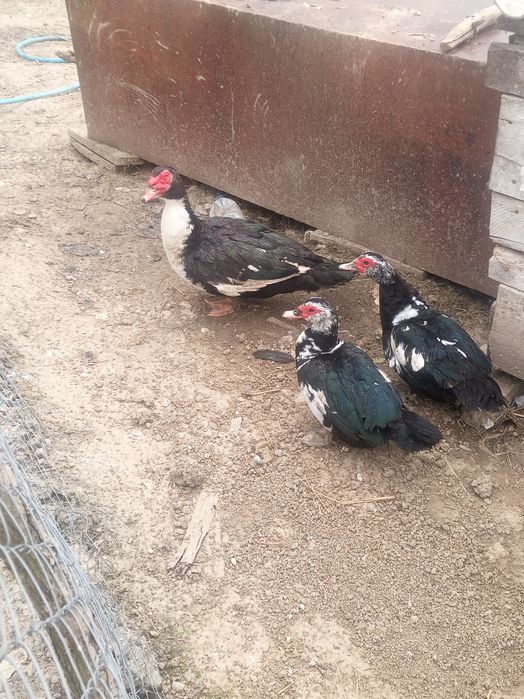 Vând rate leșești sau schimb cu găini