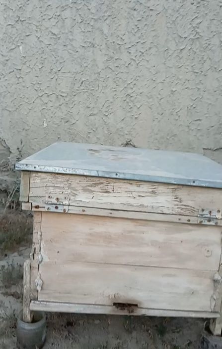 Asalarilar sotiladi, 6 quti asal arilar