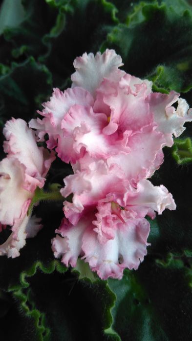 Фиалка/сенполия. Сортовая.