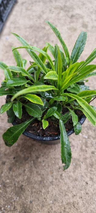 Цветя , луковици и разсад- многогодишни и  студоустойчиви