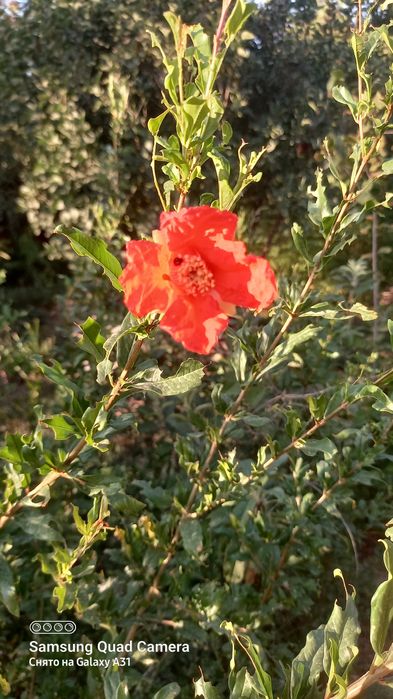 Саженцы Винограда