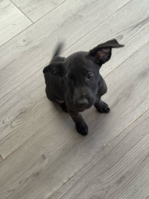 Лео търси семейство