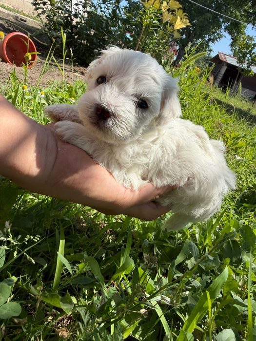 Bichon talie mica