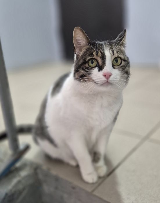 Кошечка ищет дом!