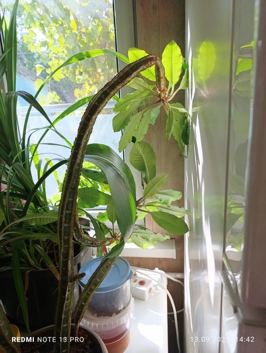 Продам комнатные цветы