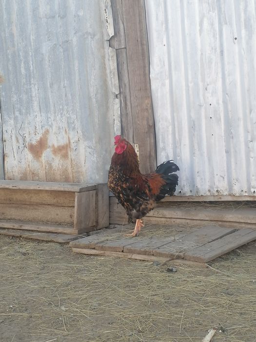 Петух большой, красный, молодой