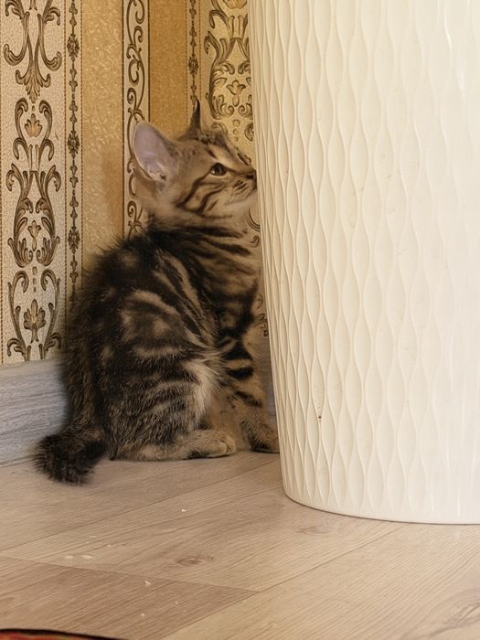 Одтам котят в хорошие руки