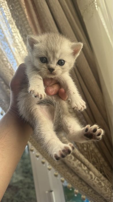 Britanskiy serebristaya zalataya shinshilla