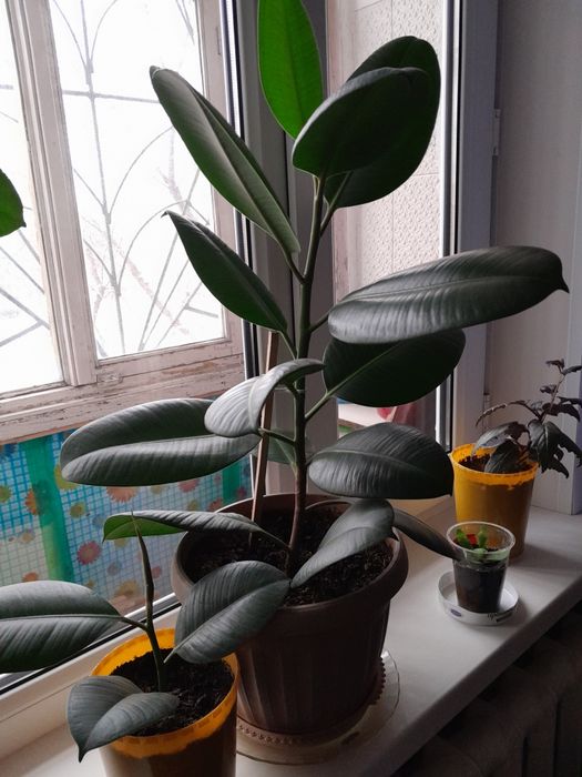 Продам комнатные цветы