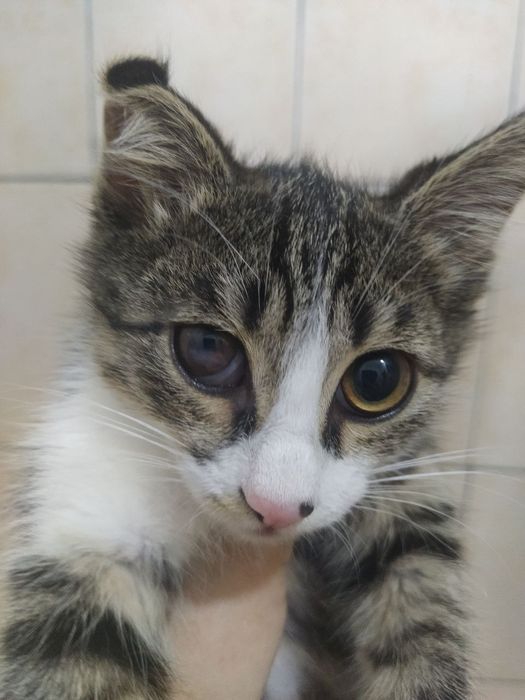 Котята ищут дом и любящих хозяев