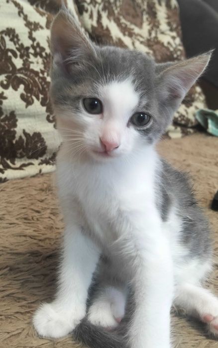 Отдается котёнок в добрые руки