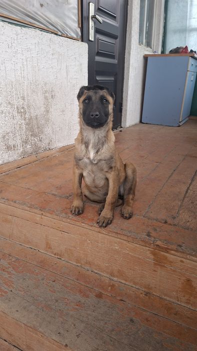 Щенок Малинуа от РР  девочка с документами