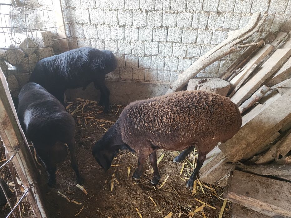 Qoy sotiladi 2 ta qochqor